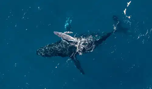 Imágenes grabadas con un dron muestran a una ballena jorobada hembra dando a luz frente a las costas de Australia. Foto: Alexander Forrest/ORRCA (@forrestfov)