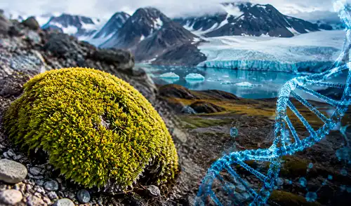 Investigadores chilenos lideran un estudio que revela el genoma de referencia del clavelito antártico, una especie clave en la adaptación vegetal al frío. Investigadores chilenos lideran un estudio que revela el genoma de referencia del clavelito antártico, una especie clave en la adaptación vegetal al frío.