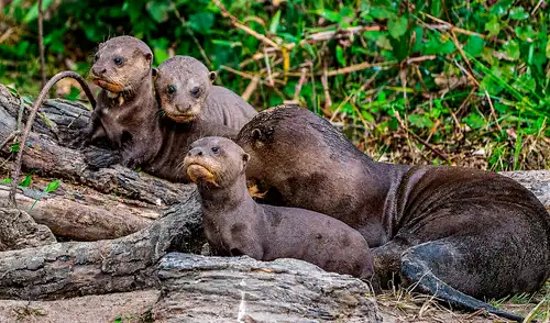 Un esfuerzo conjunto entre Argentina, Brasil, Europa y Estados Unidos facilitó la repatriación de la nutria gigante, con un grupo que incluye ejemplares criados en cautiverio y preparados para su adaptación.