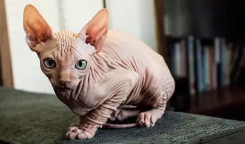 Otros gatos como Epidermis y Dermis también contribuyeron a su linaje. Foto: Wamiz. gato 'egipcio', gato 'esfinge', Egipto, Canadá