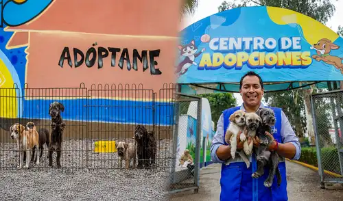 Desde su apertura en noviembre de 2024, el centro ofrece alimentos, protección y atención veterinaria a los animales recuperados. ¿Quieres adoptar un perro o gato rescatado? MML ofrece mascotas en adopción tras salvarlas del comercio ilegal en el Cercado: conoce los requisitos
