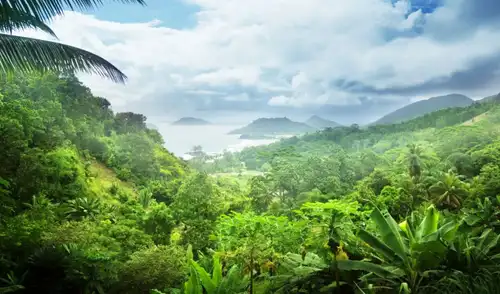 Una selva templada creció a tan solo 900 kilómetros del Polo Sur. Foto: iStock Una selva templada creció a tan solo 900 kilómetros del Polo Sur. Foto: iStock