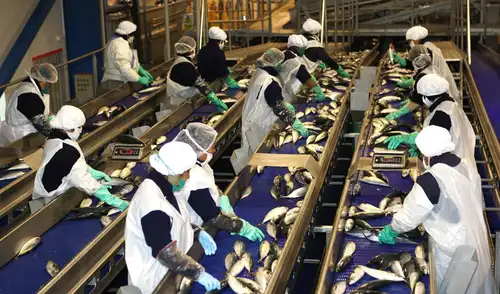 La menor disponibilidad de anchoveta golpeó a la industria pesquera y contribuyó al retroceso de la manufactura en junio. La menor disponibilidad de anchoveta golpeó a la industria pesquera y contribuyó al retroceso de la manufactura en junio.