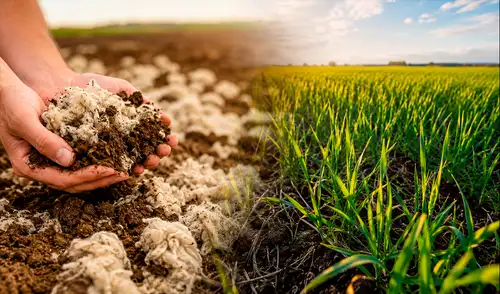 Científicos de la Universidad de Bielsko-Biała, en Polonia, estudian la lana de oveja no apta para textiles como abono agrícola eficaz en cultivos.