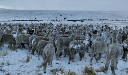 Las bajas temperaturas afectan la ganadería en la sierra central y sur del Perú, según el Senamhi. Productores de Ayacucho, Cusco, Moquegua y Puno reportan muertes de crías y problemas sanitarios. Las bajas temperaturas afectan la ganadería en la sierra central y sur del Perú, según el Senamhi. Productores de Ayacucho, Cusco, Moquegua y Puno reportan muertes de crías y problemas sanitarios.