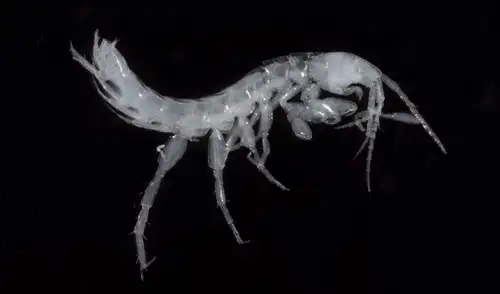 Investigadores identificaron dos nuevas especies del género Bogidiella, pequeños anfípodos parecidos a camarones. Foto: Universidad de Hiroshima/Mushi Ugomeki Investigadores identificaron dos nuevas especies del género Bogidiella, pequeños anfípodos parecidos a camarones. Foto: Universidad de Hiroshima/Mushi Ugomeki