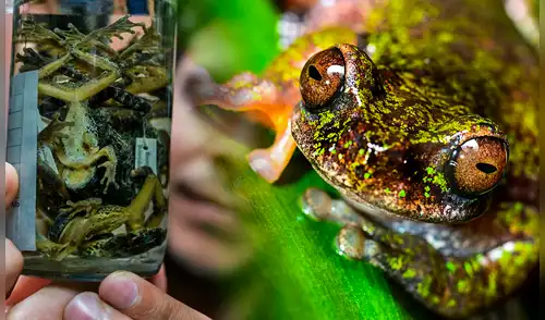 una nueva especie de rana, Costa Rica, Descubren en Costa Rica, Isthmohyla nacientes