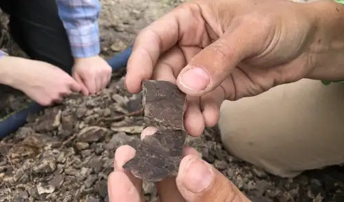 Fragmentos de hojas fosilizadas como estos ayudaron a los autores a recrear las copas de los árboles de hace 56 millones de años. Foto: Regan Dunn