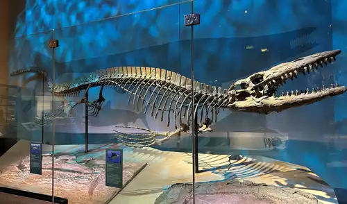 Un ejemplar de Tylosaurus rex se exhibe en el Museo Perot de Naturaleza y Ciencia en Dallas. Foto: Cortesía del Museo Americano de Historia Natural Un ejemplar de Tylosaurus rex se exhibe en el Museo Perot de Naturaleza y Ciencia en Dallas. Foto: Cortesía del Museo Americano de Historia Natural
