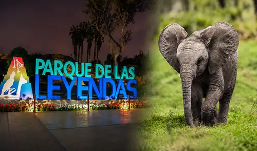 Los elefantes, dos machos de cinco años, están siendo preparados para su llegada mediante la adecuación de instalaciones, capacitación del personal y establecimiento de protocolos de bienestar animal. Dos gigantes llegan a Lima: Parque de las Leyendas alista nuevo hogar para dos elefantes africanos traídos desde México, ¿cuándo podrás visitarlos?