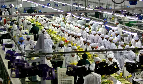 OCDE plantea que grandes agroexportadoras vuelvan a pagar 29,5% de Impuesto a la Renta.