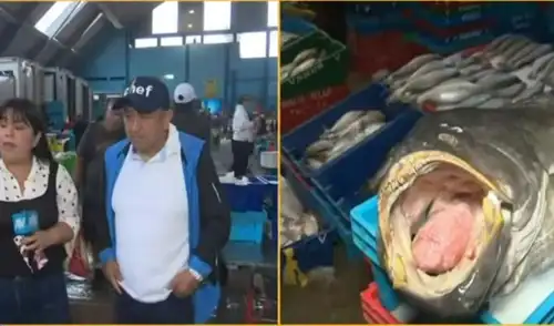 El fenómeno de El Niño afecta la oferta de pescado en Lima, causando una reducción en la disponibilidad de especies tradicionales y un aumento en sus precios.
