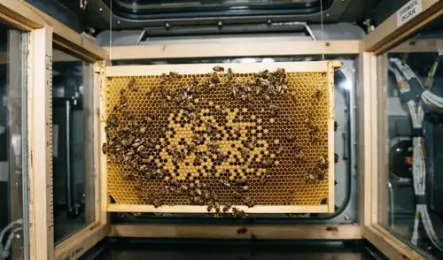 En 1984, la NASA realizó un experimento con abejas para conocer como trabajan sin gravedad. Foto: Gemini IA