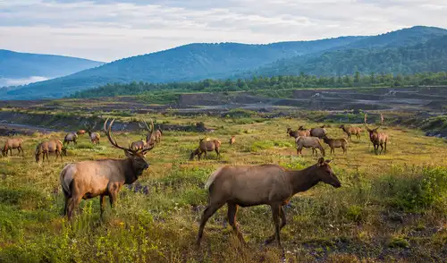 La introducción de 1.541 alces en Kentucky, Estados Unidos, recuperó una especie ausente por un siglo y generó una manada de 13.000 ejemplares. La introducción de 1.541 alces en Kentucky, Estados Unidos, recuperó una especie ausente por un siglo y generó una manada de 13.000 ejemplares.