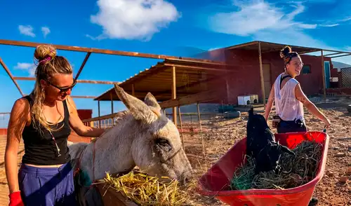 Un refugio en Fuerteventura busca voluntarios para 2026 y 2027 a través de Workaway. Ofrece hospedaje y comida a quienes apoyen el cuidado de más de 200 animales rescatados.