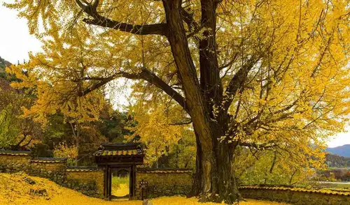 El Ginkgo biloba, un árbol con 270 millones de años de antigüedad, sobrevivió al bombardeo atómico de Hiroshima, volviendo a brotar cerca del templo Hosen-ji.