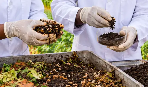 Investigadores del icipe en Kenia desarrollan un modelo agrícola sostenible que utiliza desechos orgánicos y larvas de mosca soldado negra para enriquecer suelos. Este enfoque innovador mejora la productividad sin químicos.