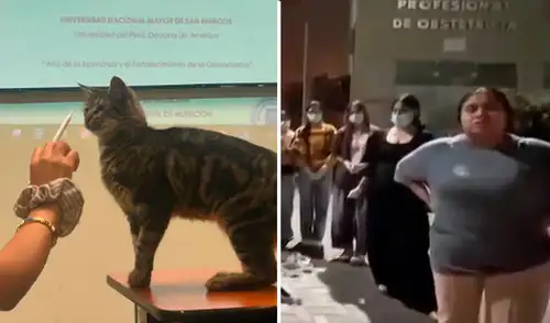 Los estudiantes piden investigar lo sucedido para identificar a los responsables de la muerte de los queridos felinos.