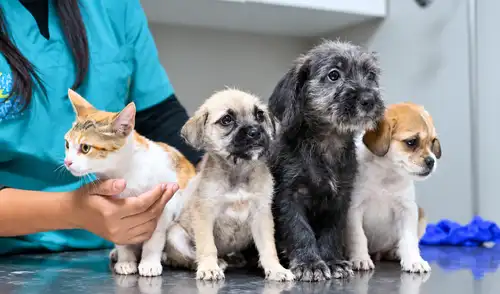 Seis de cada 10 hogares peruanos cuenta con al menos una mascota Mascotas