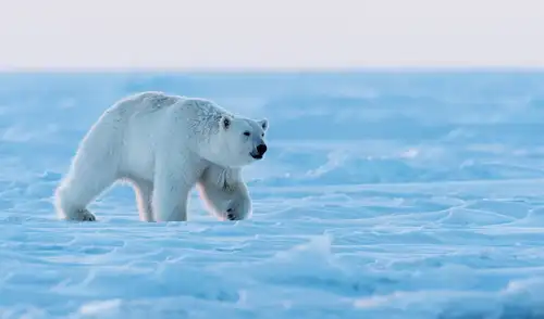 El oso polar, aunque parece tener pelaje blanco, en realidad sus pelos son huecos y transparentes, lo que provoca un fenómeno óptico que refleja la luz. El oso polar, aunque parece tener pelaje blanco, en realidad sus pelos son huecos y transparentes, lo que provoca un fenómeno óptico que refleja la luz.