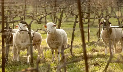 Las ovejas marcaron un hito en la agricultura regenerativa. Foto: Ashton Creek Vineyard