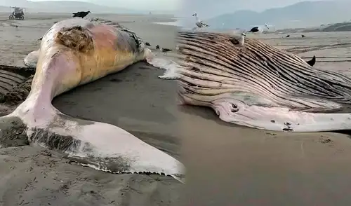 IMARPE sostuvo que las ballenas jorobadas se desplazan anualmente entre sus zonas de alimentación. IMARPE sostuvo que las ballenas jorobadas se desplazan anualmente entre sus zonas de alimentación.