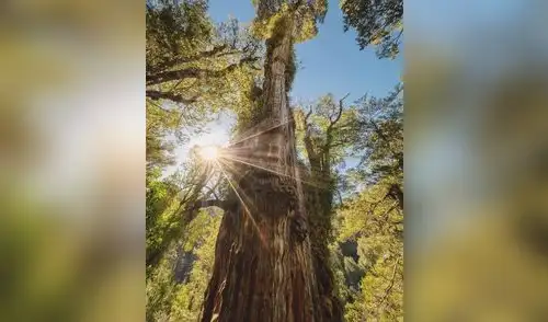 Este majestuoso árbol es un importante archivo climático, ya que sus anillos revelan información sobre miles de años de cambios ambientales.