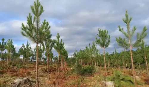 Un estudio de 20 años en Uruguay revela que reemplazar pastizales por plantaciones de pinos afecta notablemente el comportamiento del agua en las cuencas.