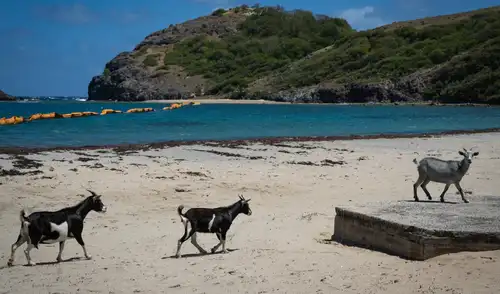 Las cabras figuraban entre las especies más dañinas debido a su capacidad para alterar gravemente la vegetación insular. Foto: Carla Bernhardt/AFP