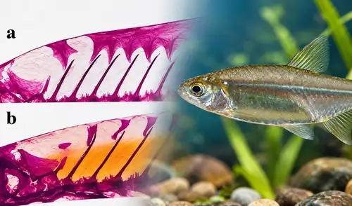 Científico peruano lidera histórico hallazgo: descubren nueva especie de pez tras revisar colecciones de 1963