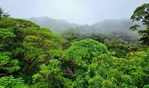 Costa Rica, que en 1940 contaba con un 75% de cobertura forestal, logró revertir la deforestación que redujo sus bosques al 21% en 1987, alcanzando hoy más del 50%.