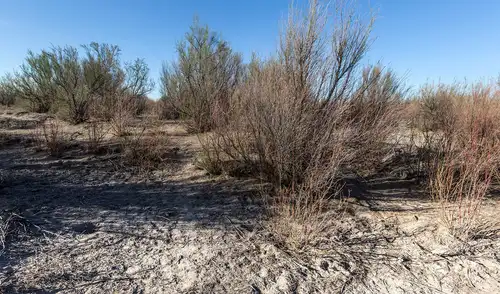 El estudio revela que el tamarisco, introducido en EE. UU. hace 200 años para proteger ríos, se ha transformado en una especie invasora que amenaza ecosistemas. El estudio revela que el tamarisco, introducido en EE. UU. hace 200 años para proteger ríos, se ha transformado en una especie invasora que amenaza ecosistemas.