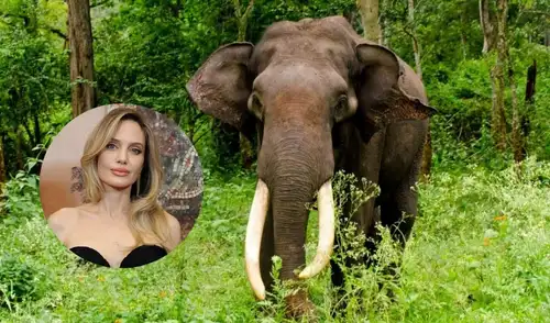 Angelina Jolie, tras adoptar a su hijo Maddox en 2002, se comprometió con la protección del bosque de Samlaut en Camboya, afectado por la tala ilegal y la caza furtiva.