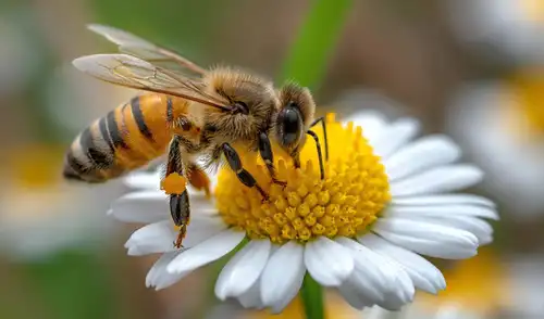 El informe advierte que, sin nuevos individuos de colonias manejadas, las poblaciones de abejas podrían reducirse un 56% en la próxima década.