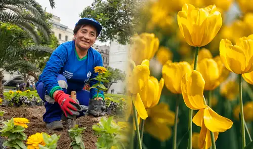 La fiebre de las flores amarillas no solo está en TikTok: siembran más de 20.000 flores amarillas en parques y plazas de Lima
