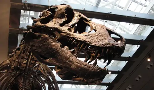 Los investigadores utilizaron los dientes fosilizados del T. rex. Foto: Museo de Historia Natural de Los Ángeles