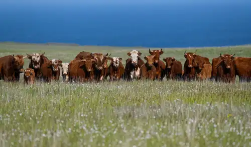 Un colono francés dejó cinco cabezas de ganado en una tierra estéril y sin ayuda humana. Foto: High Country News Un colono francés dejó cinco cabezas de ganado en una tierra estéril y sin ayuda humana. Foto: High Country News