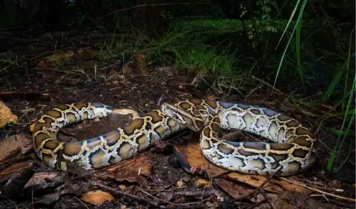 Florida lanza un programa para recompensar a quienes localicen y retiren pitones birmanas en los Everglades, con pagos por hora y bonificaciones por tamaño. Florida lanza un programa para recompensar a quienes localicen y retiren pitones birmanas en los Everglades, con pagos por hora y bonificaciones por tamaño.