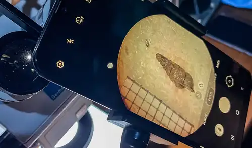 Imagen ampliada del caracol frente a un microscopio. Foto: D.-H. Lankenau