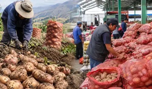 Arequipa presentó la mayor reducción, con una caída de 79,2% respecto de julio de 2025. Arequipa presentó la mayor reducción, con una caída de 79,2% respecto de julio de 2025.