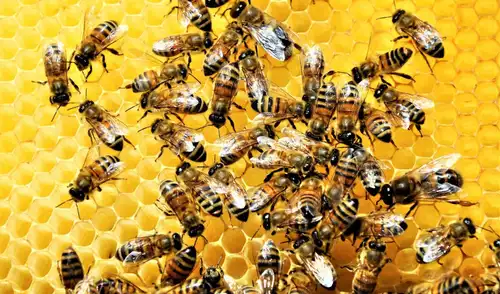 Abejas produciendo miel en su panal. Abejas produciendo miel en su panal.