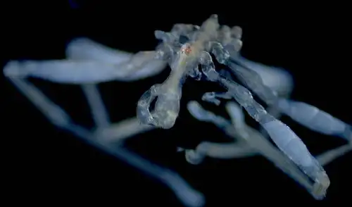 Dos nuevas especies de arañas marinas han sido descubiertas en el mar de Salish, entre Canadá y Estados Unidos, después de casi un siglo sin registros en la zona. Dos nuevas especies de arañas marinas han sido descubiertas en el mar de Salish, entre Canadá y Estados Unidos, después de casi un siglo sin registros en la zona.