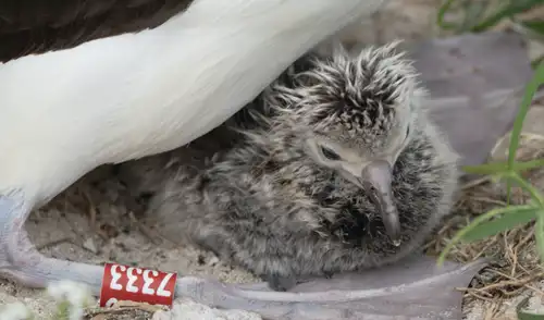 Un polluelo de albatro de Laysa, protegido con su famosa madre de 74 años, Wisdom. Foto: Dan Rapp/Midway Atoll Un polluelo de albatro de Laysa, protegido con su famosa madre de 74 años, Wisdom. Foto: Dan Rapp/Midway Atoll