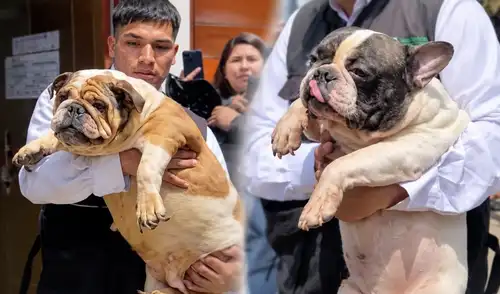Fiscalía y PNP rescatan a 47 perros en SJM: eran explotados en criadero clandestino para vender sus crías