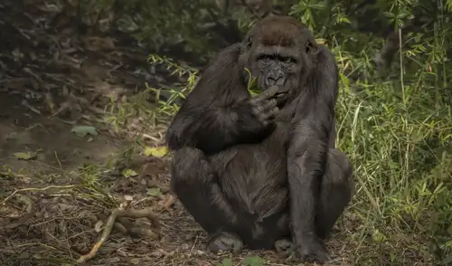 Un estudio en revela que los humanos compartimos casi el 99% de nuestro ADN con chimpancés y gorilas, pero nuestro cartílago envejecería de forma diferente. Un estudio en revela que los humanos compartimos casi el 99% de nuestro ADN con chimpancés y gorilas, pero nuestro cartílago envejecería de forma diferente.