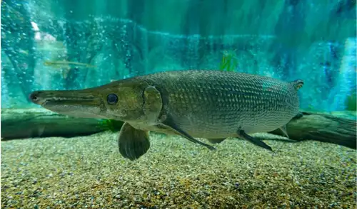 Guatemala celebra un hito en conservación: nace por primera vez en cautiverio el pejelagarto, un pez que ha sobrevivido 100 millones de años, abriendo caminos para su estudio. Guatemala celebra un hito en conservación: nace por primera vez en cautiverio el pejelagarto, un pez que ha sobrevivido 100 millones de años, abriendo caminos para su estudio.