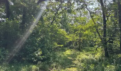 Con siete décadas de recuperación ecológica, hoy la granja alberga bosques, humedales y una variada fauna, incluyendo el regreso significativo de castores al ecosistema. Con siete décadas de recuperación ecológica, hoy la granja alberga bosques, humedales y una variada fauna, incluyendo el regreso significativo de castores al ecosistema.