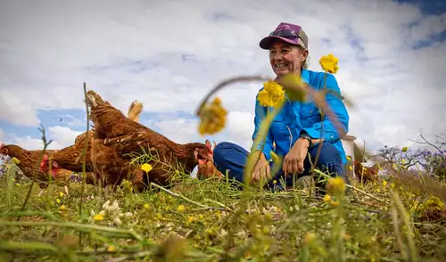 Una innovadora experiencia en Gabyon Station, Australia, utiliza 150 gallinas para regenerar suelos degradados. La iniciativa se basa en el aprovechamiento de su comportamiento natural en la finca. Una innovadora experiencia en Gabyon Station, Australia, utiliza 150 gallinas para regenerar suelos degradados. La iniciativa se basa en el aprovechamiento de su comportamiento natural en la finca.
