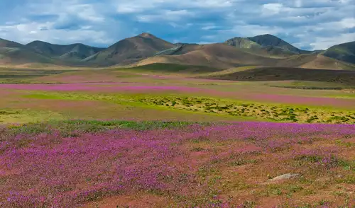 La zona de flores silvestres en el desierto de Atacama, cerca de Copiapó, Chile. Foto: Javier Torres/AFP