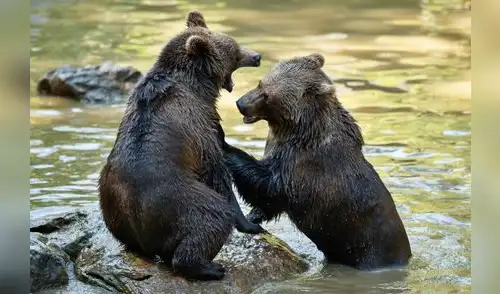 El cambio climático está uniendo especies que antes estaban separadas por barreras geográficas, generando encuentros entre animales como osos polares y grizzlies. El cambio climático está uniendo especies que antes estaban separadas por barreras geográficas, generando encuentros entre animales como osos polares y grizzlies.